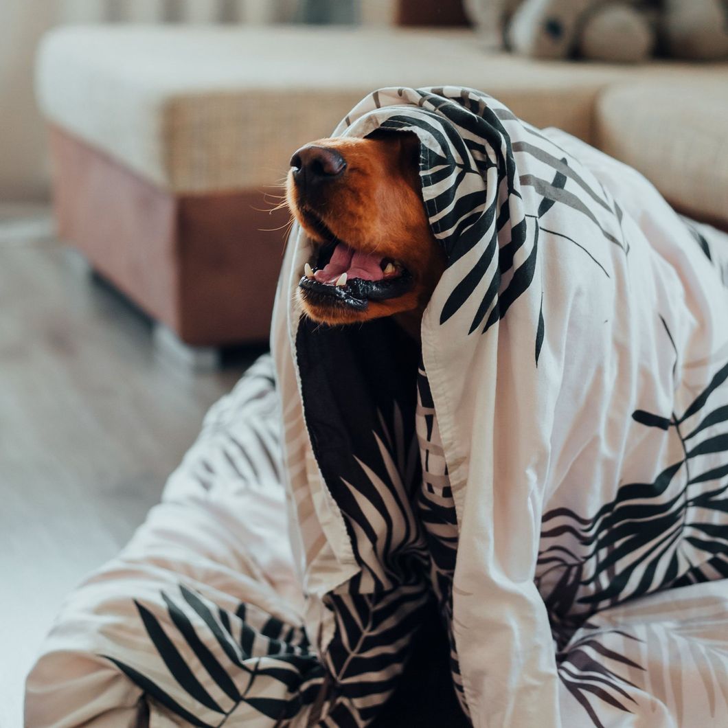 dog under a blanket