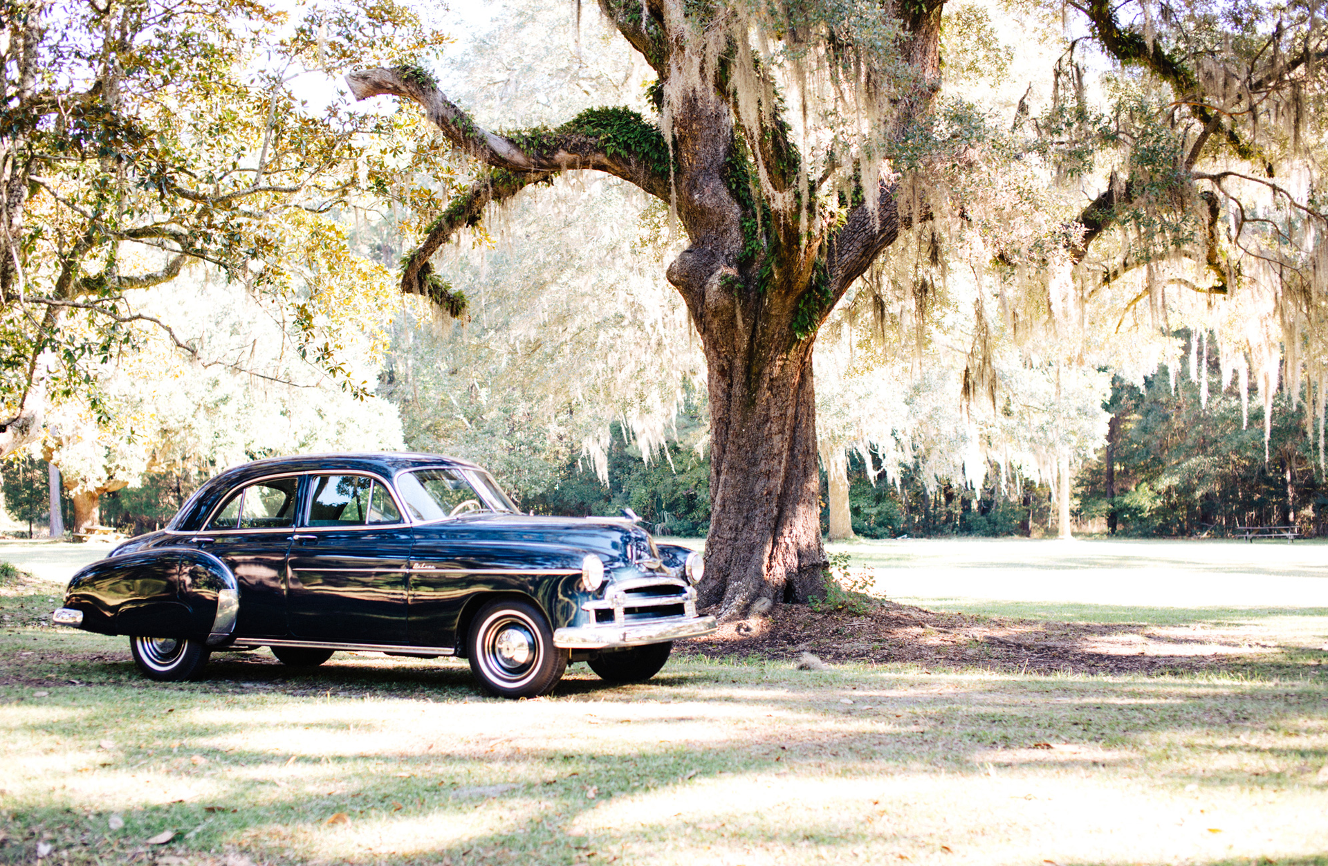 A black car is parked under a tree in a field.