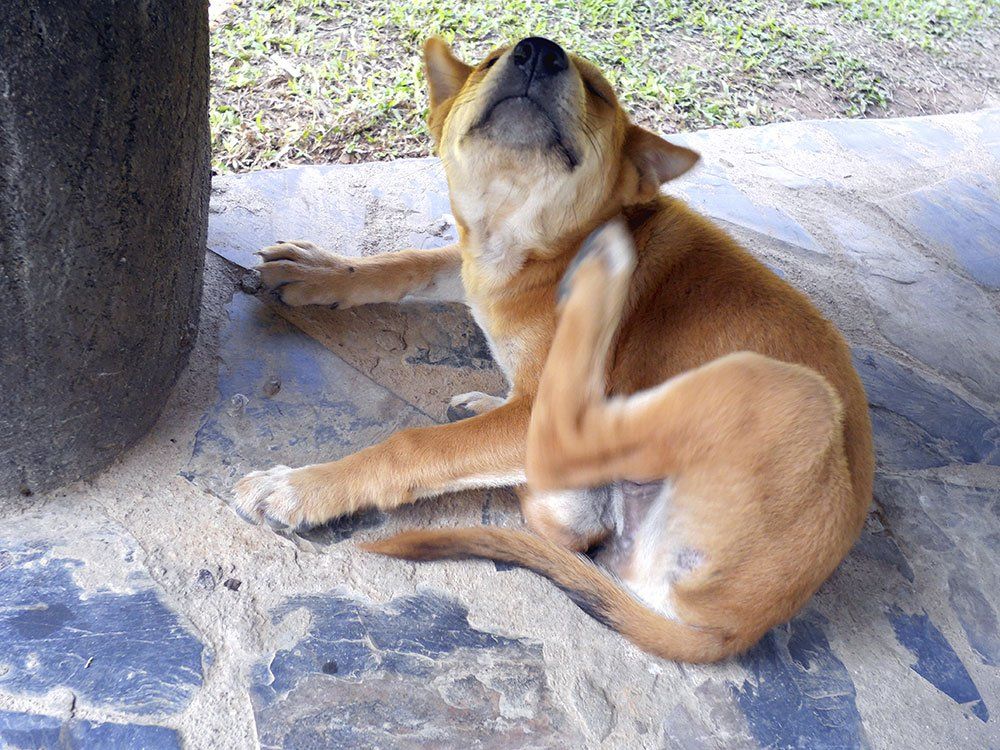 dog scaring