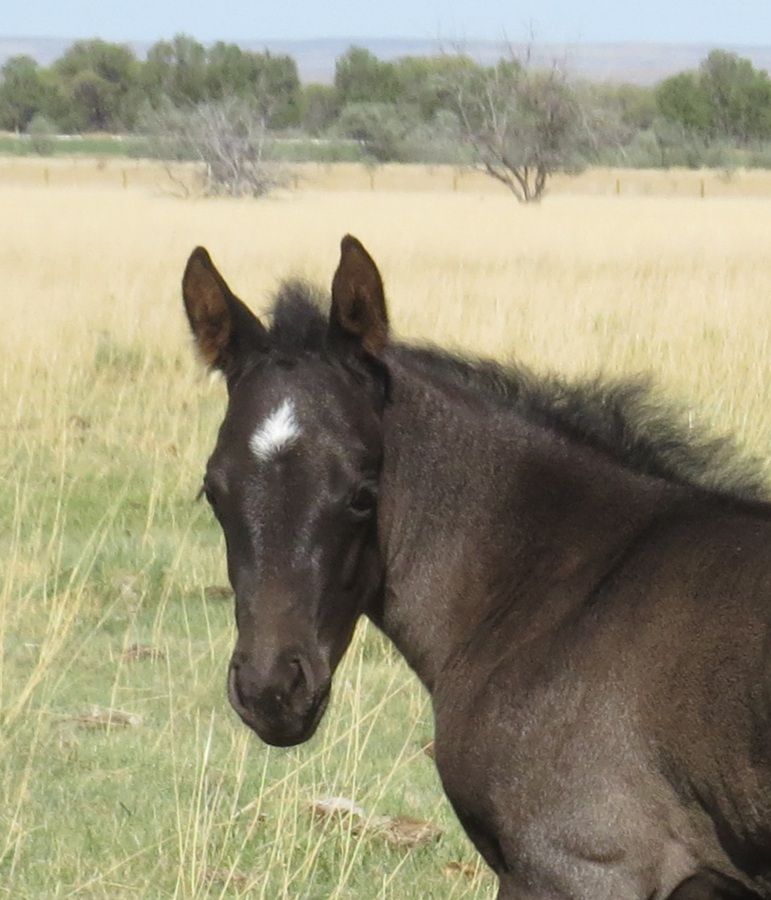Dark foal with a white forehead marking standing in a grassy field.