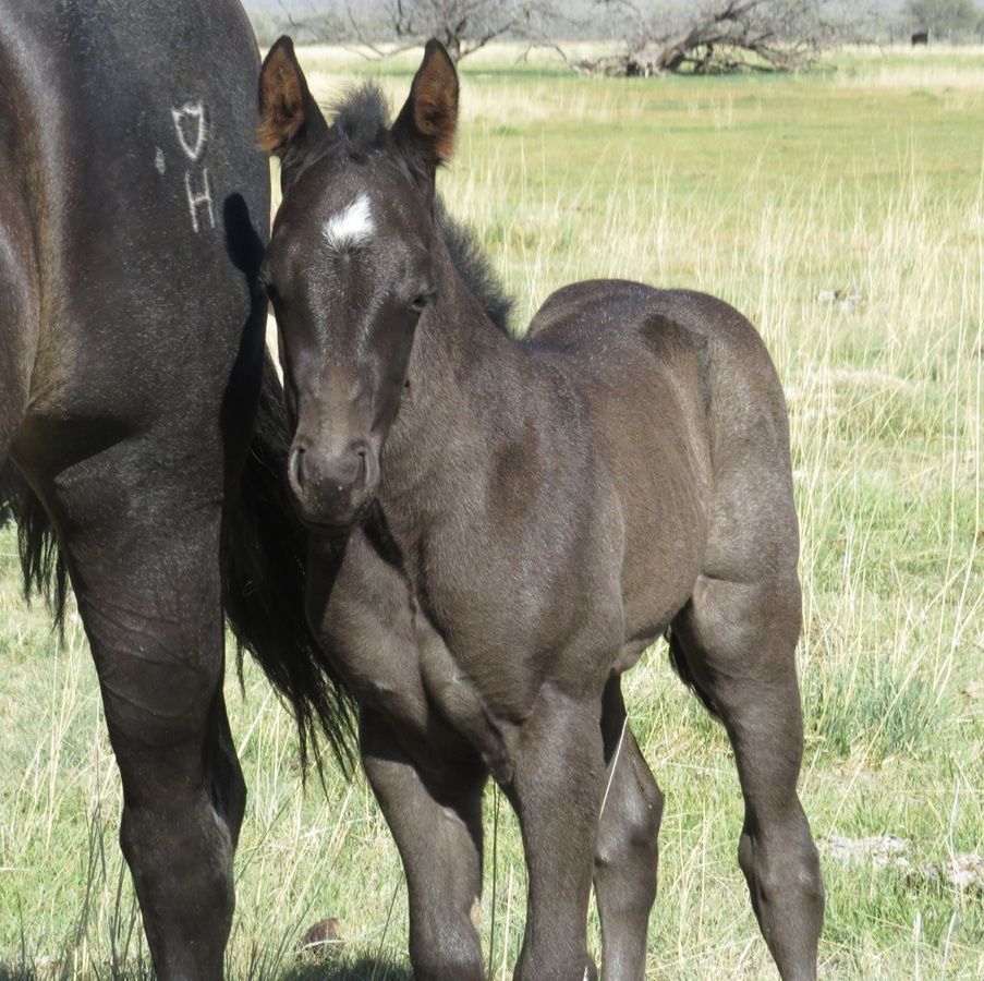 Black foal standing beside an adult horse in a grassy field.