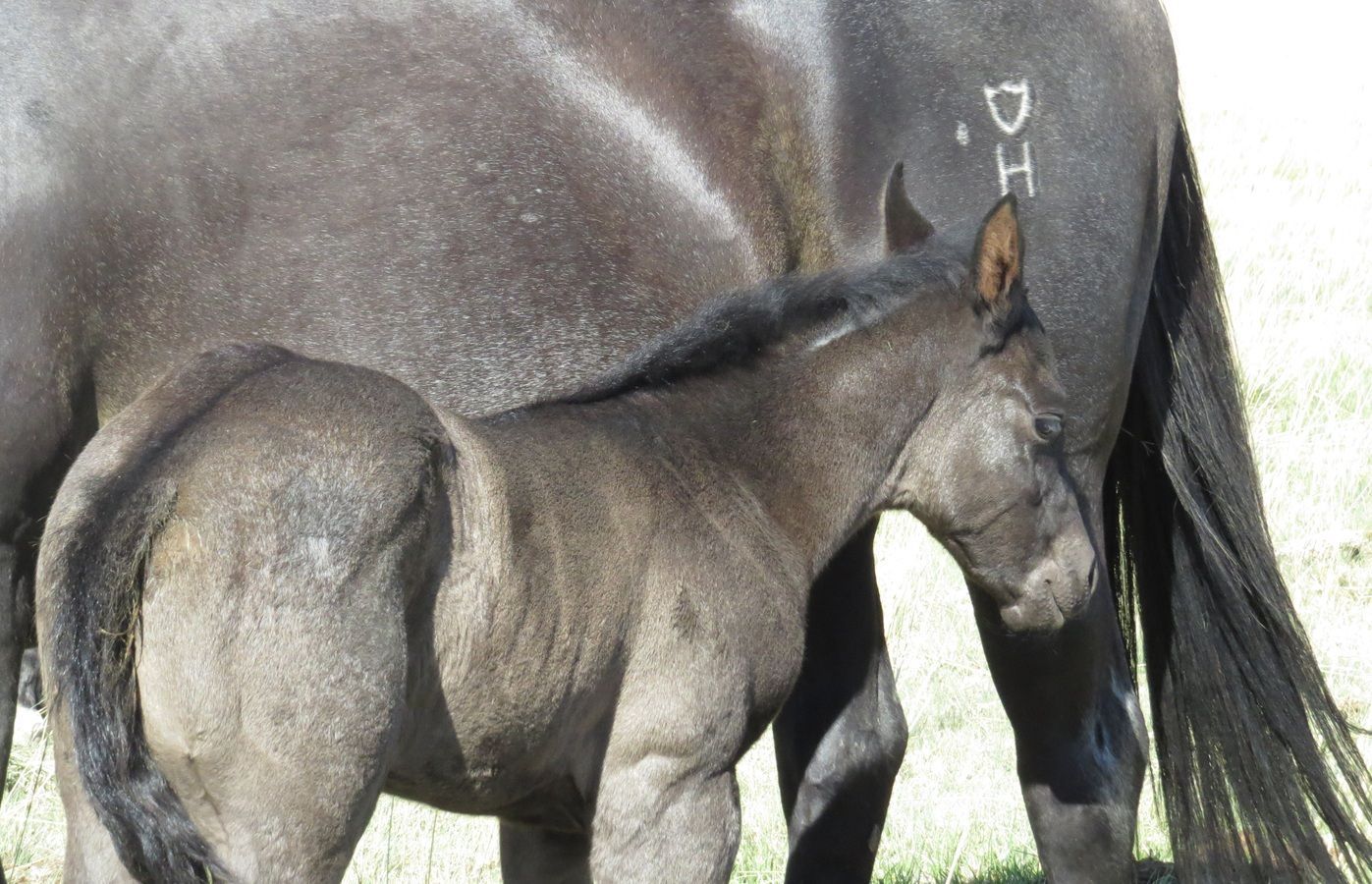 Foal standing beside a dark horse, with its head lowered and a long tail visible.