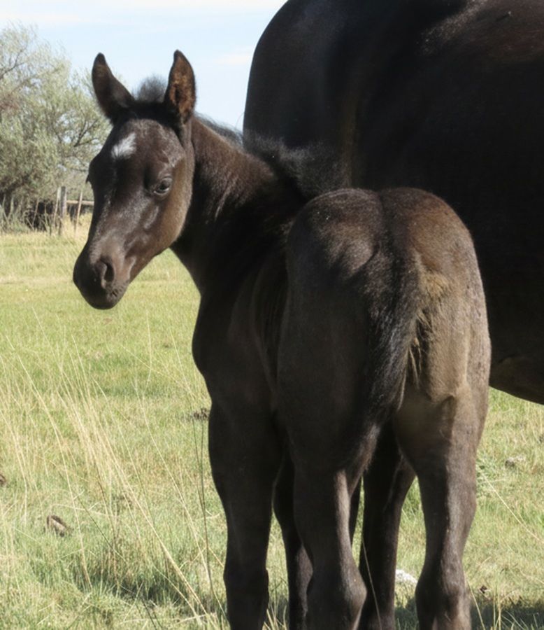 Dark foal standing in grass beside a larger horse