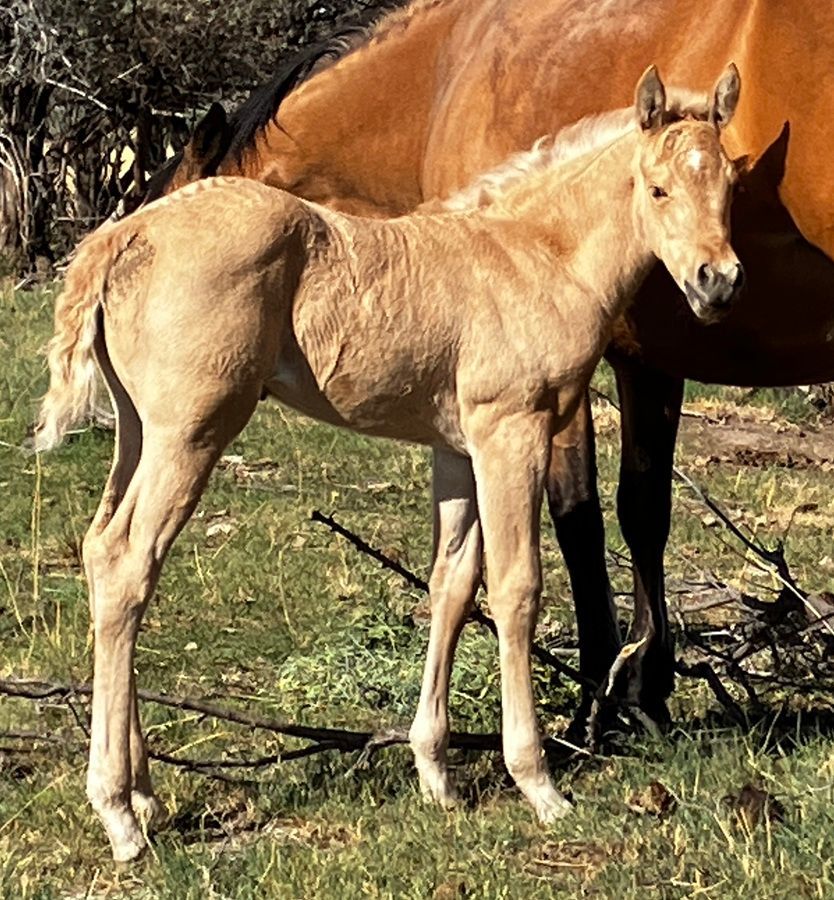 Tan foal standing in grass beside a chestnut horse