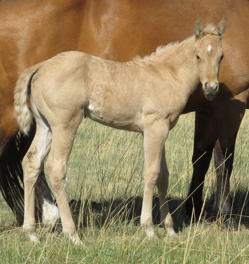 Light tan foal standing in grass beside a larger horse