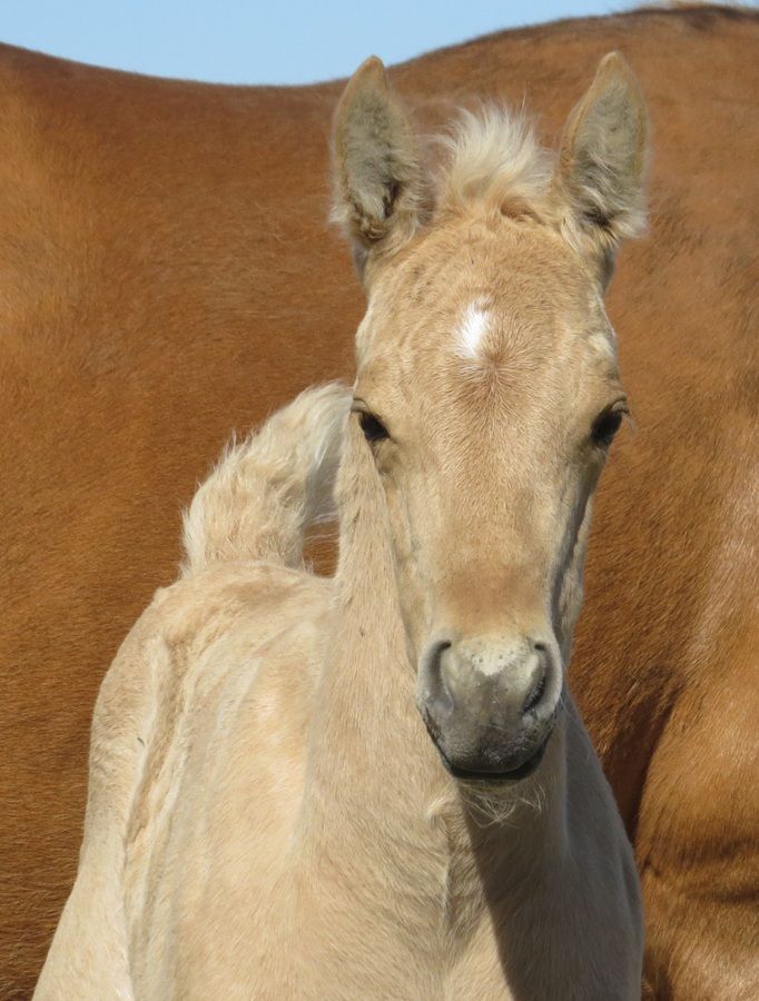 Foal standing close to a brown horse against a blue sky