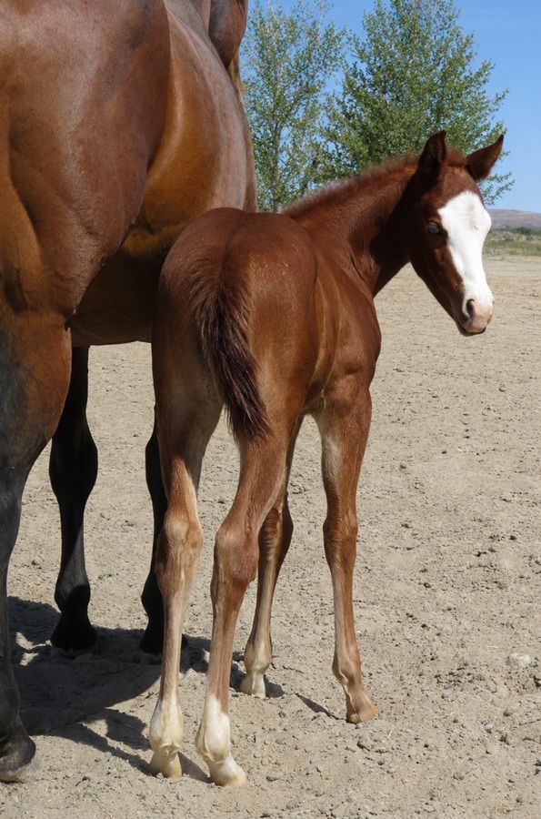 Brown horse and foal standing together on a dirt path, with the foal facing the camera.