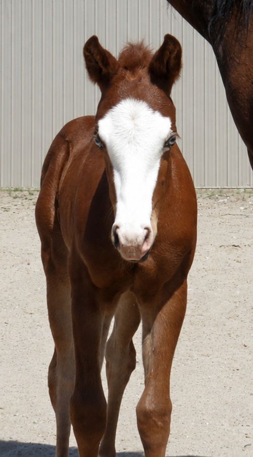 Young brown foal with a white blaze standing on a sandy path outdoors