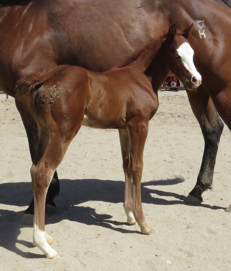 Brown foal standing beside its mare in a sandy paddock