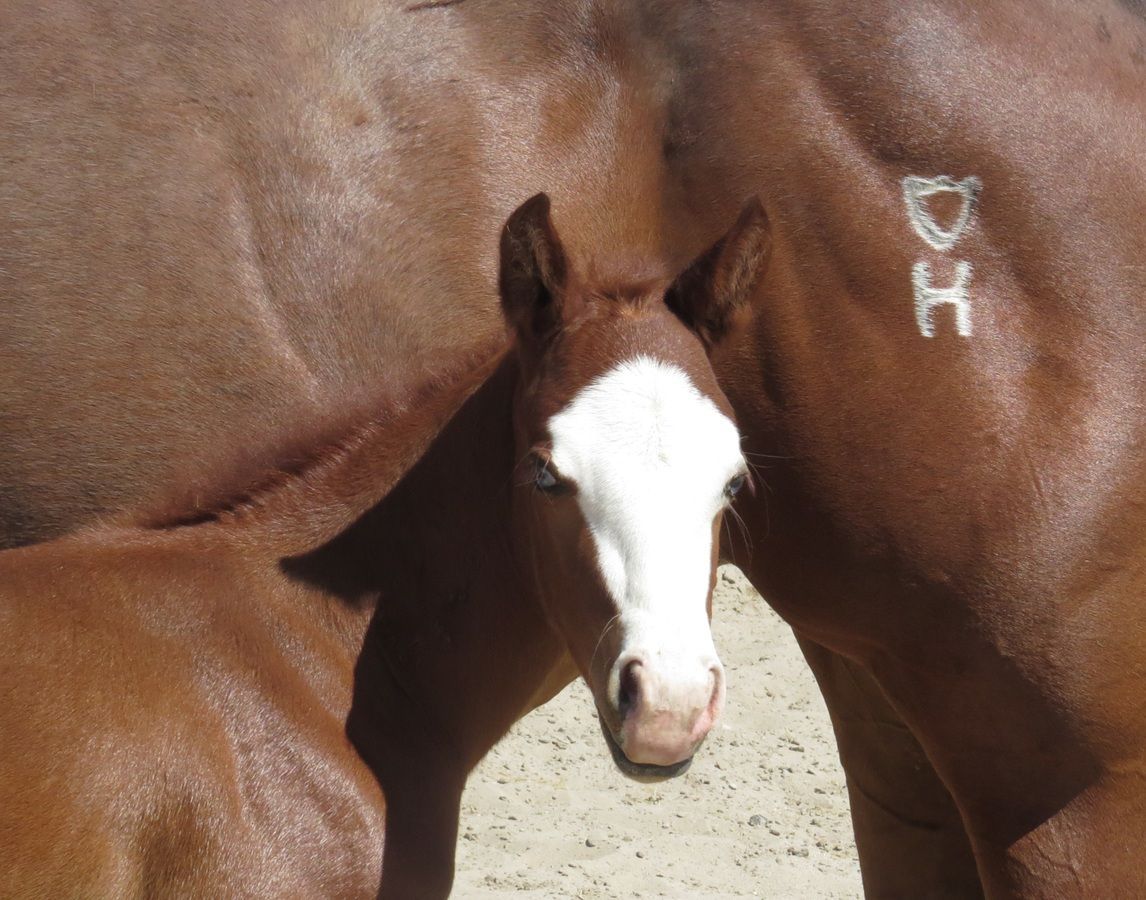Brown horse with a white blaze nuzzling another horse, close-up in sunlight