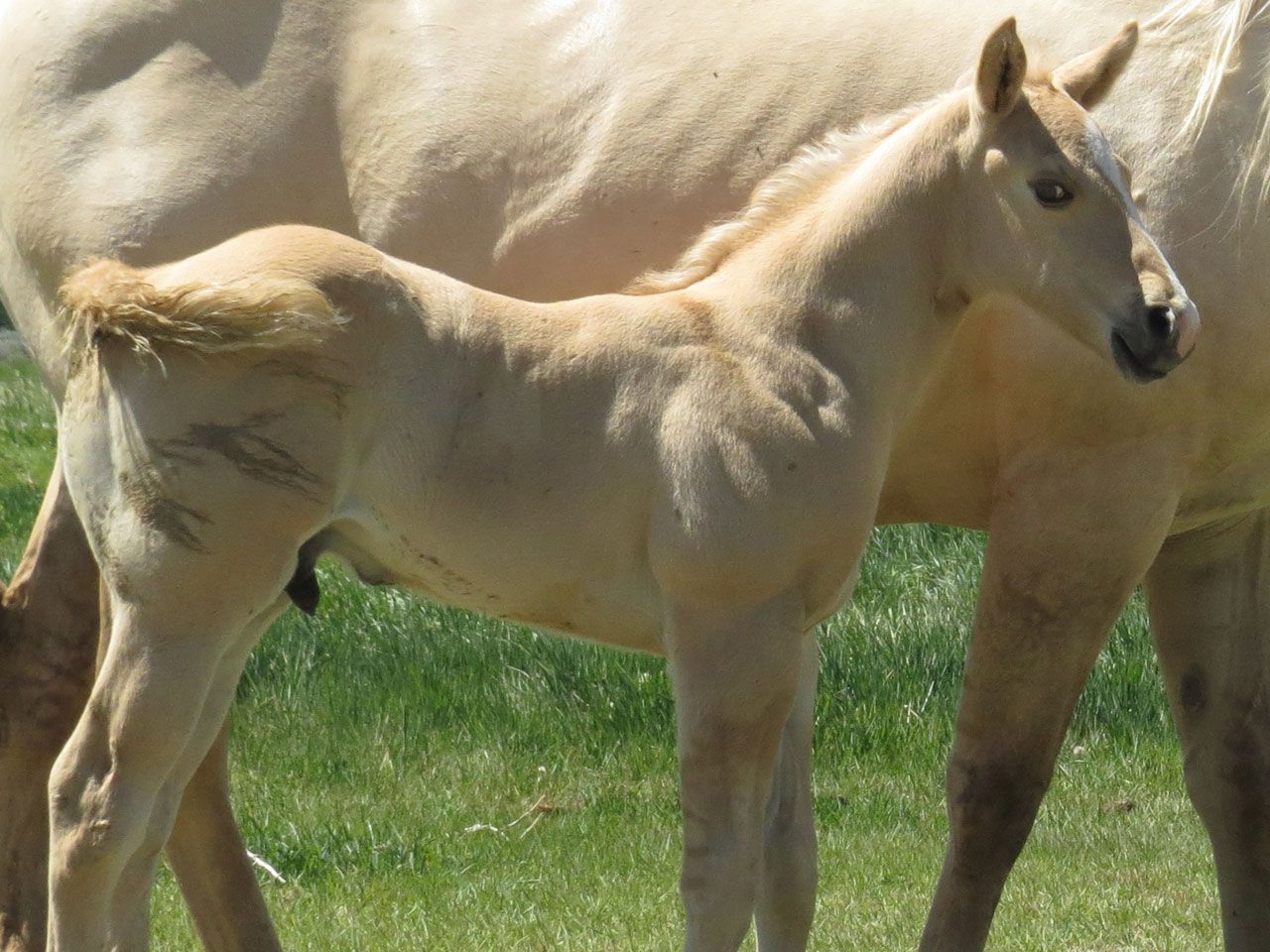 ranch-horse-prospects-for-sale