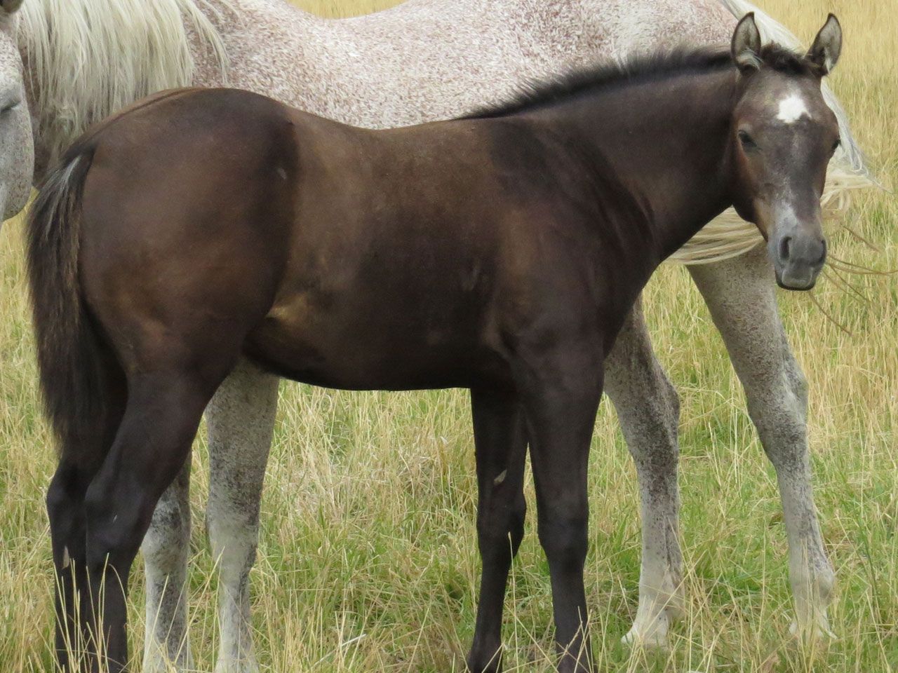 ranch-horse-prospects-for-sale