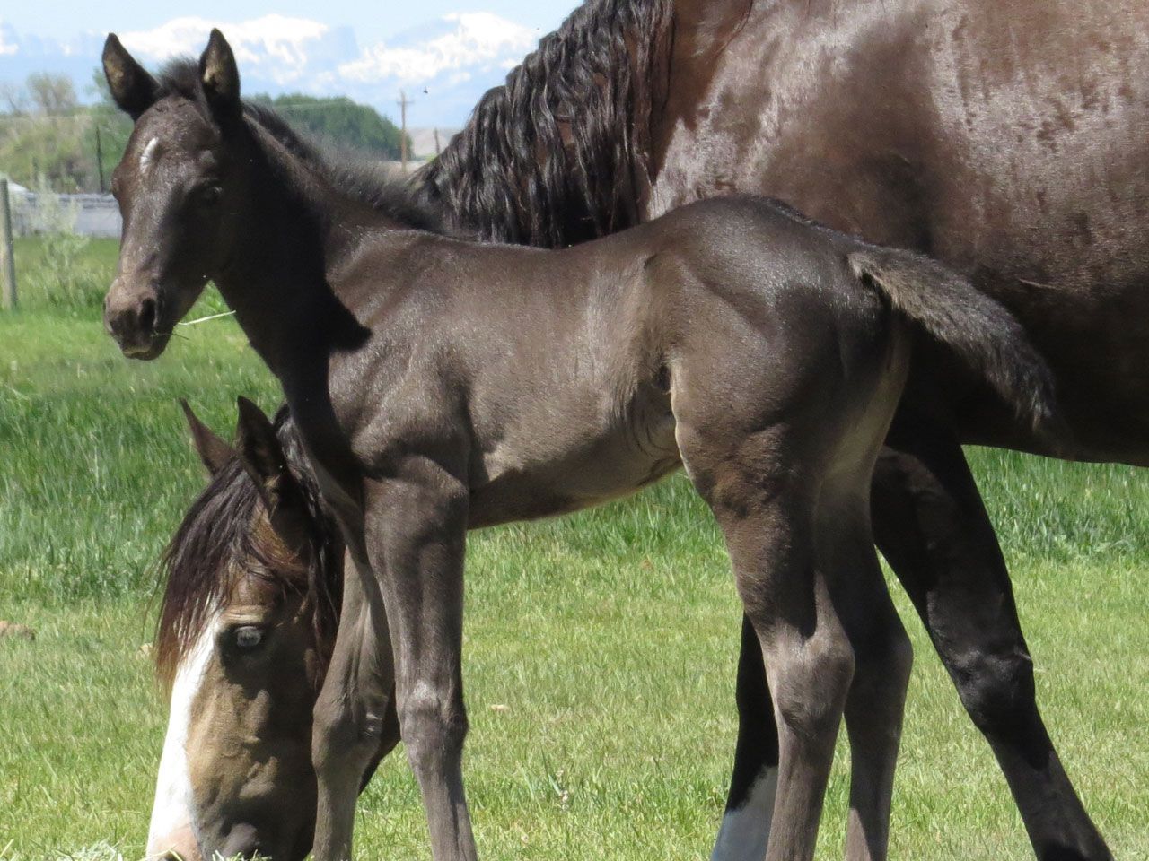 ranch-horse-prospects-for-sale