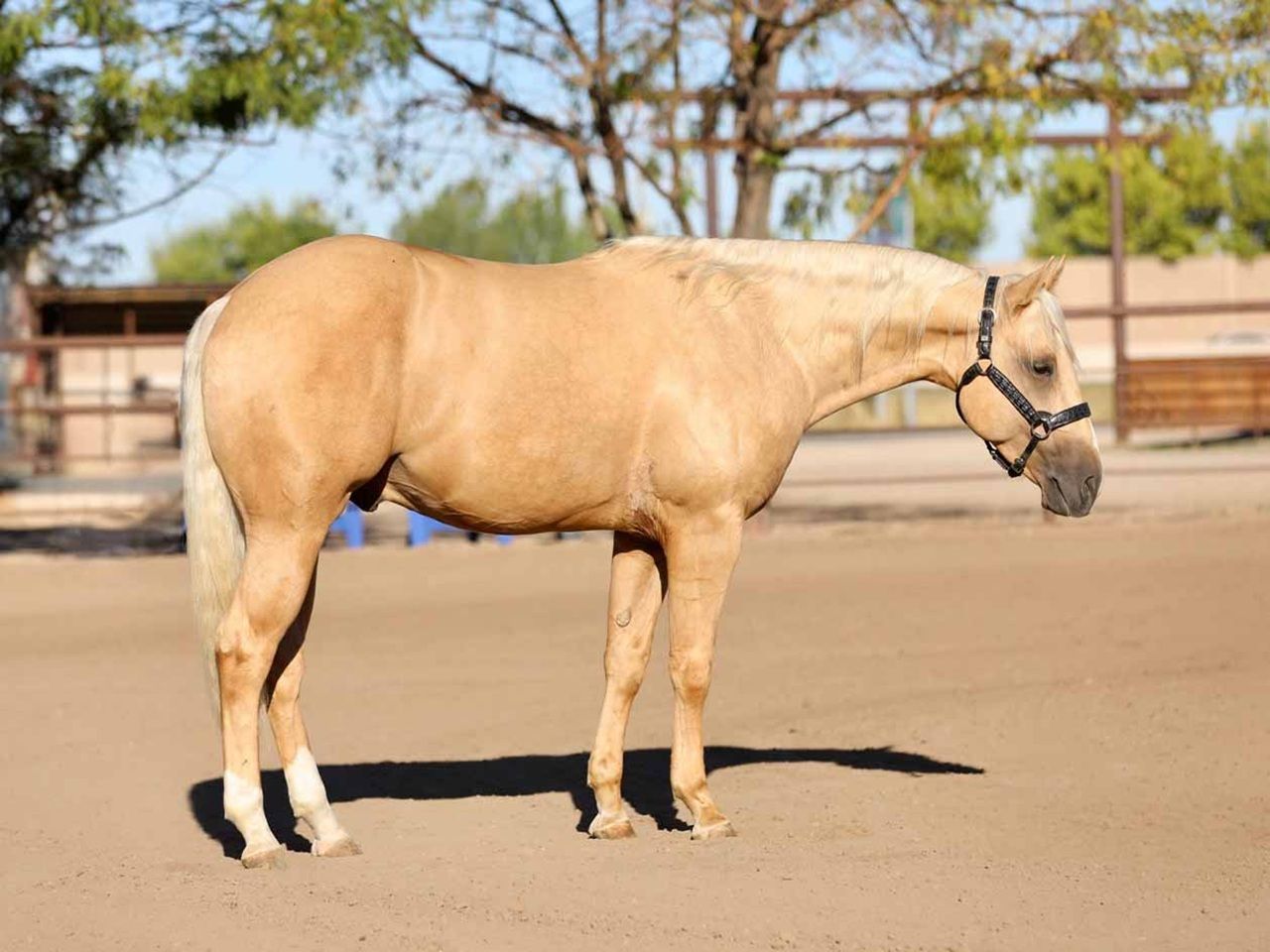 reining-horse-prospects-for-sale