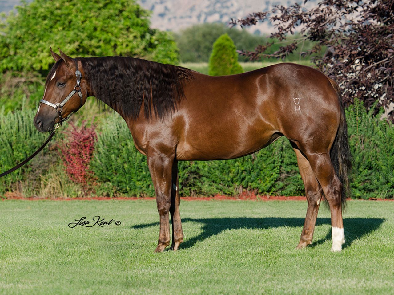 registered-reining-bred-broodmares