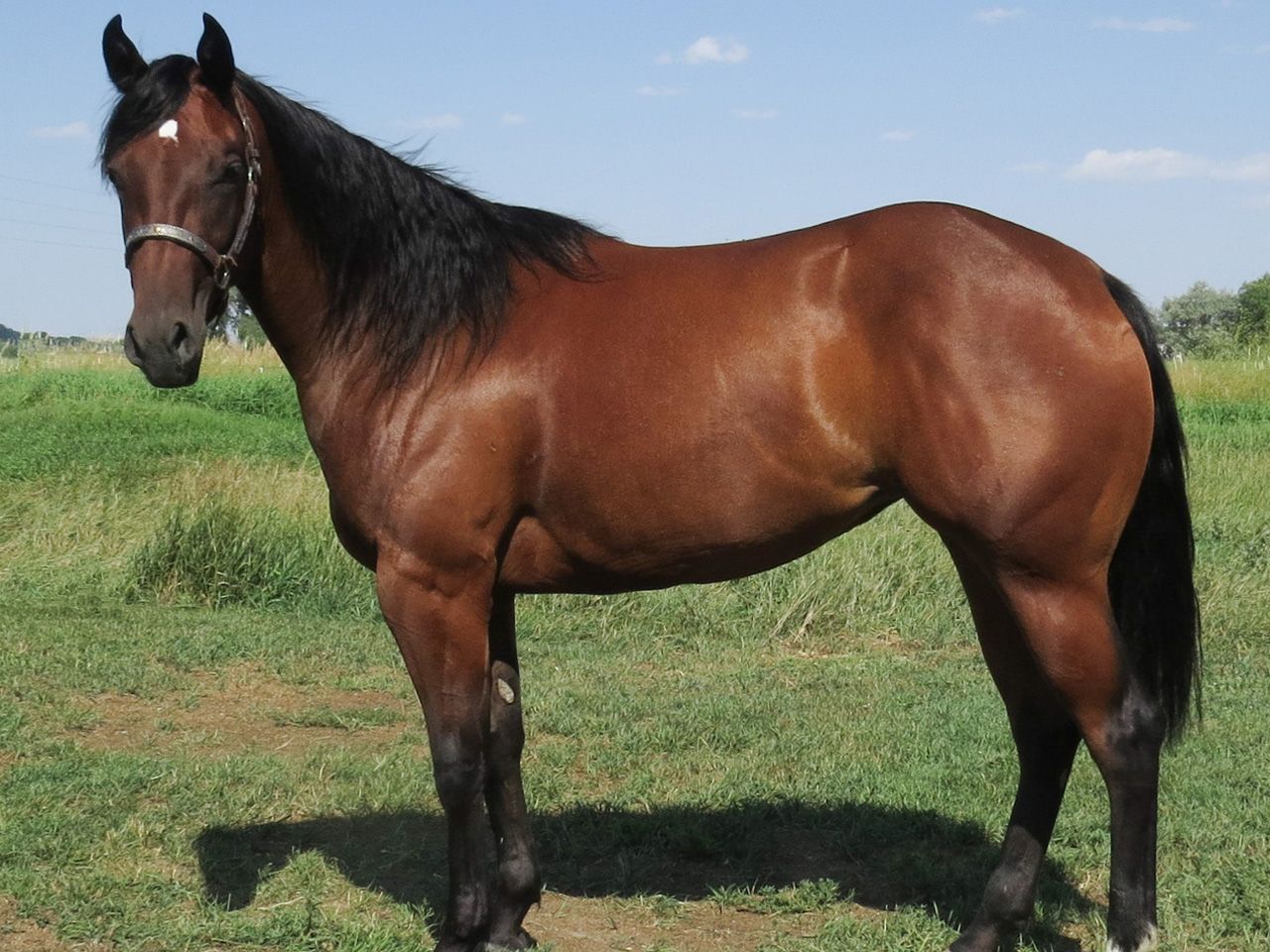 registered-reining-bred-broodmares