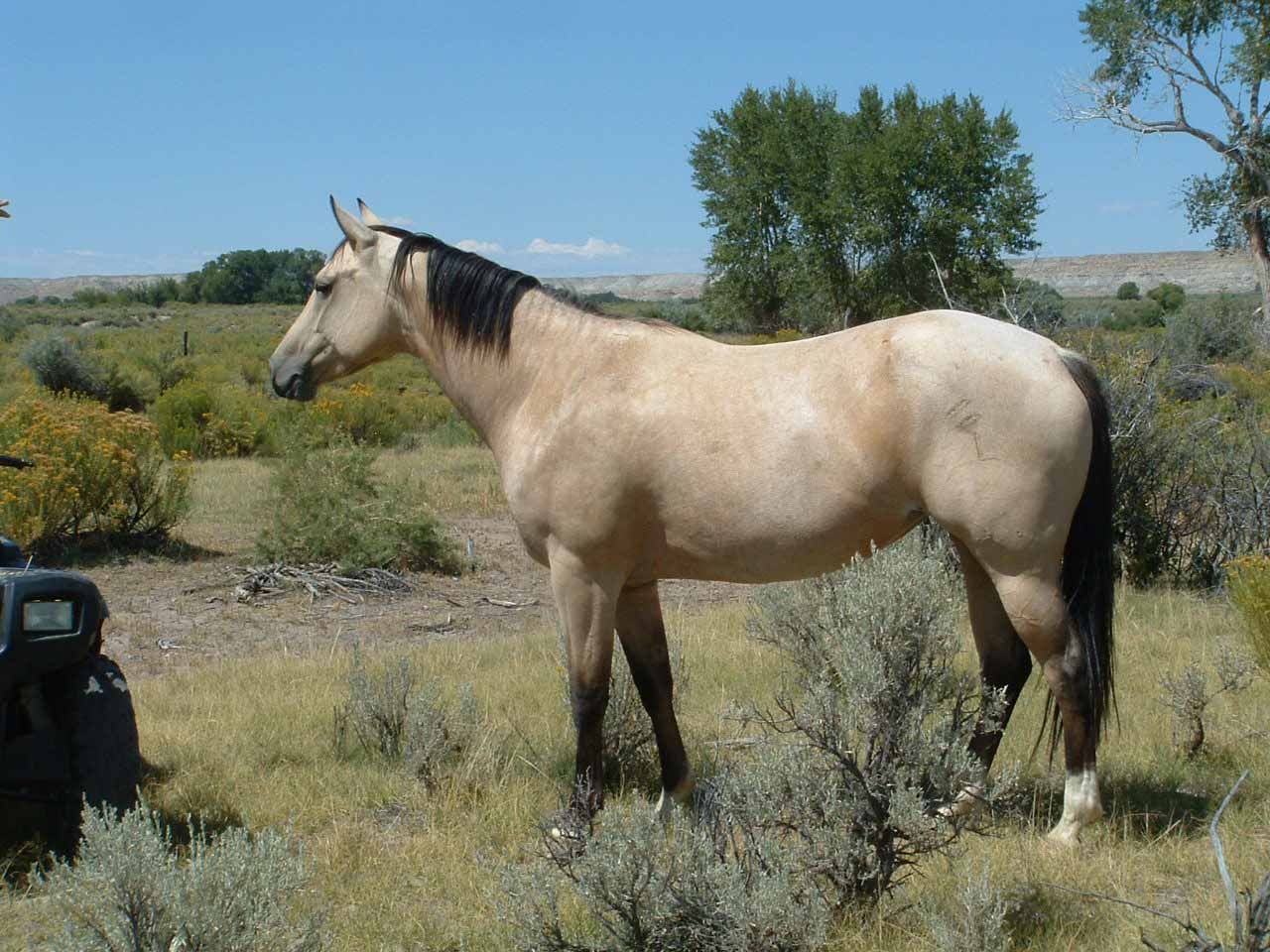 registered-ranch-bred-broodmares