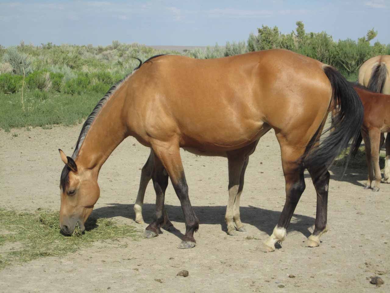 registered-ranch-bred-broodmares