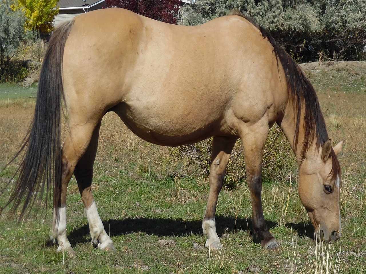 registered-ranch-bred-broodmares