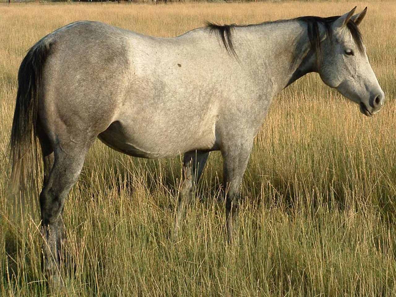 registered-ranch-bred-broodmares