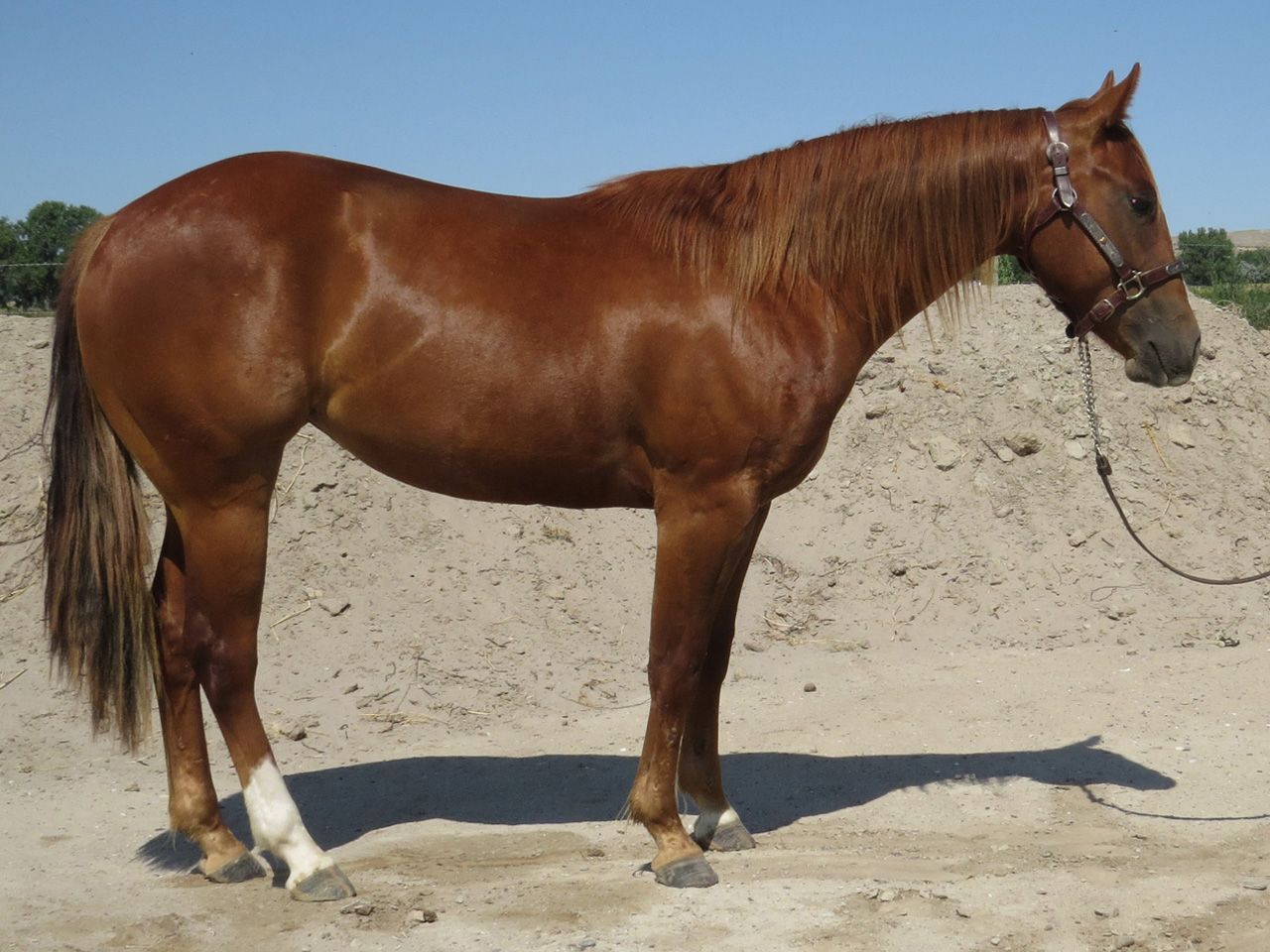 reining-horse-prospects-for-sale