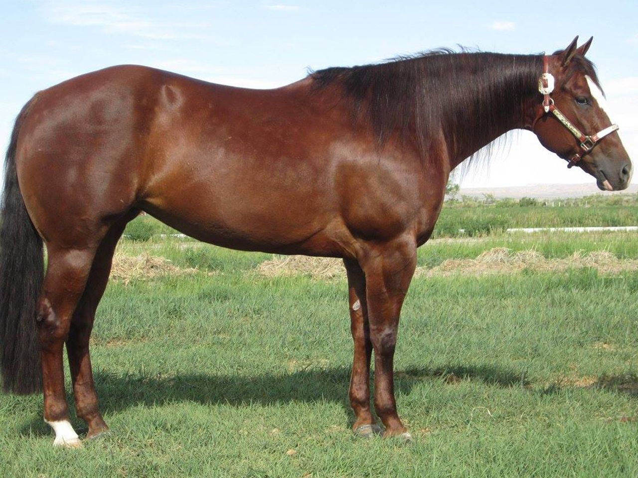 registered-reining-bred-broodmare