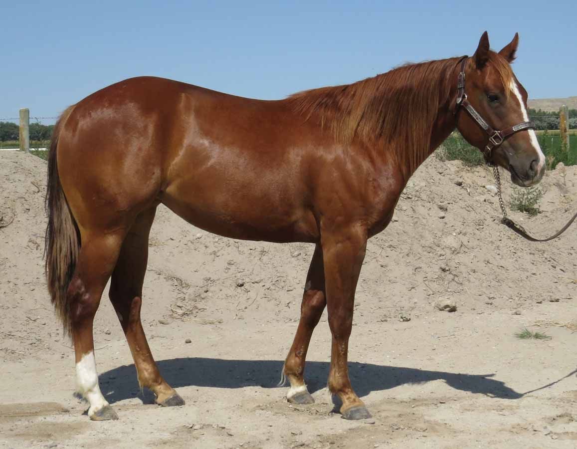Chestnut horse standing on sandy ground, wearing a halter and lead rope.