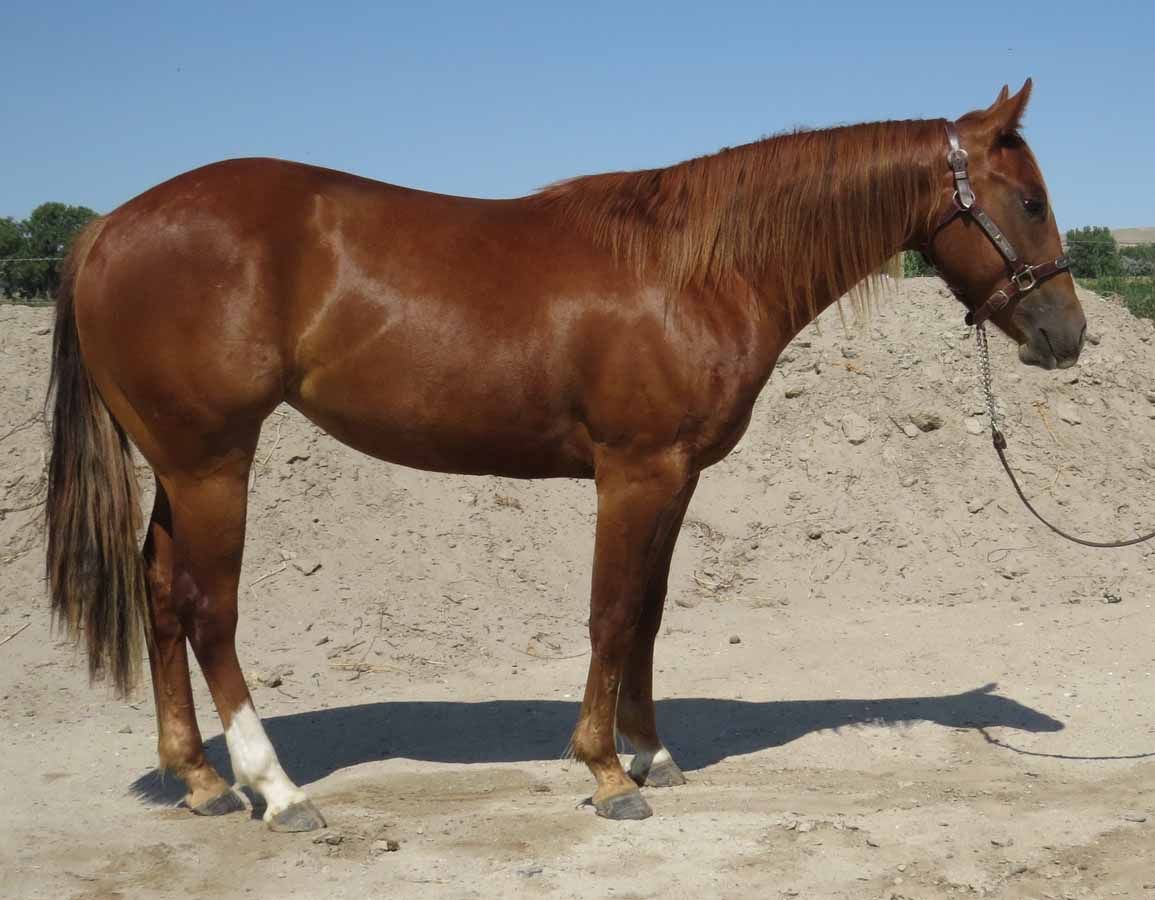 Brown horse standing on sandy ground, wearing a bridle and lead rope, side view.