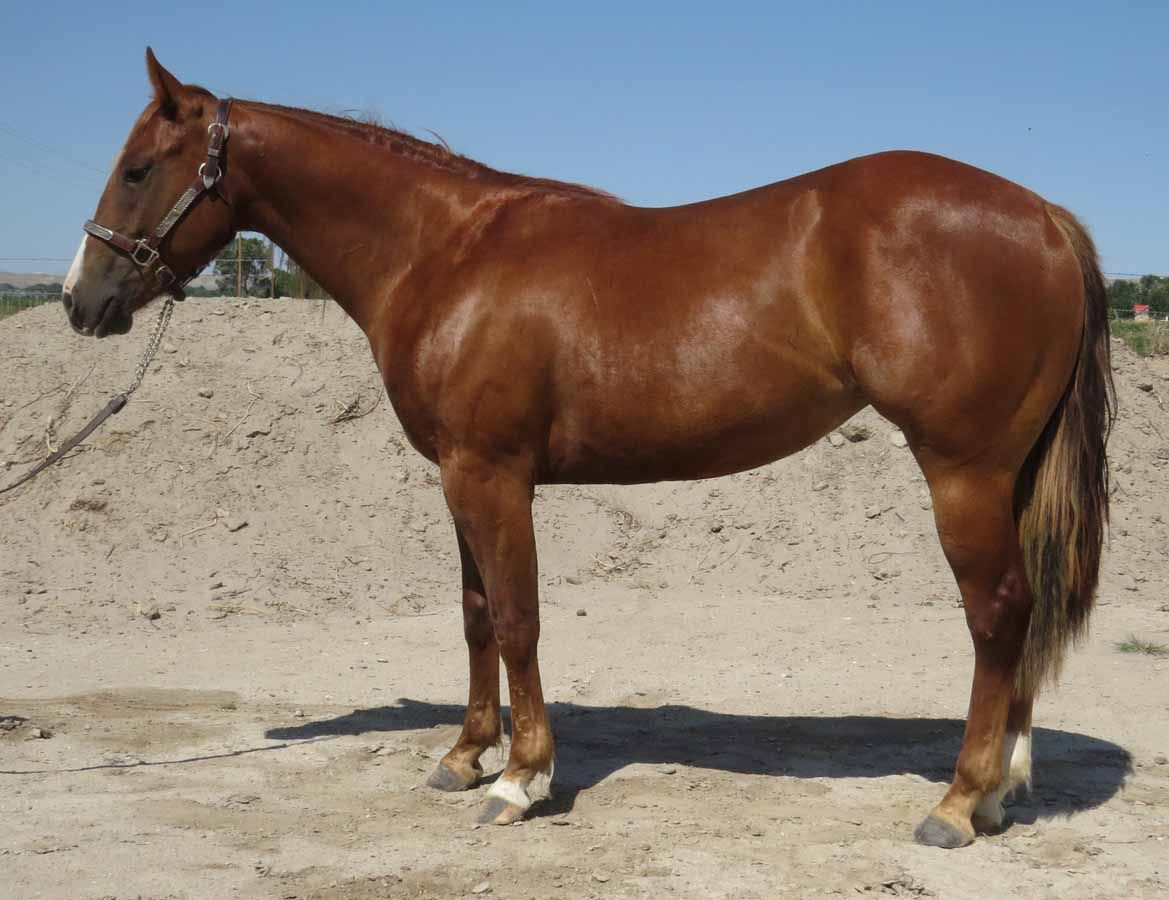 Chestnut horse standing on sandy ground with a pale dirt mound in the background