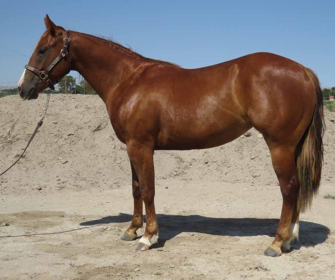 Brown horse standing on sandy ground under a blue sky, viewed in profile.