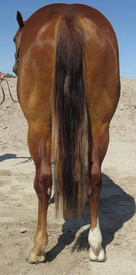 Rear view of a brown horse with a dark tail standing on sand, one hind leg white.