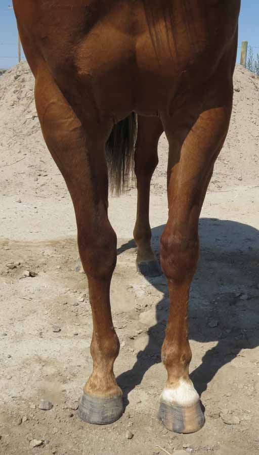 Brown horse standing on sandy ground, front view of its legs and chest in bright sunlight