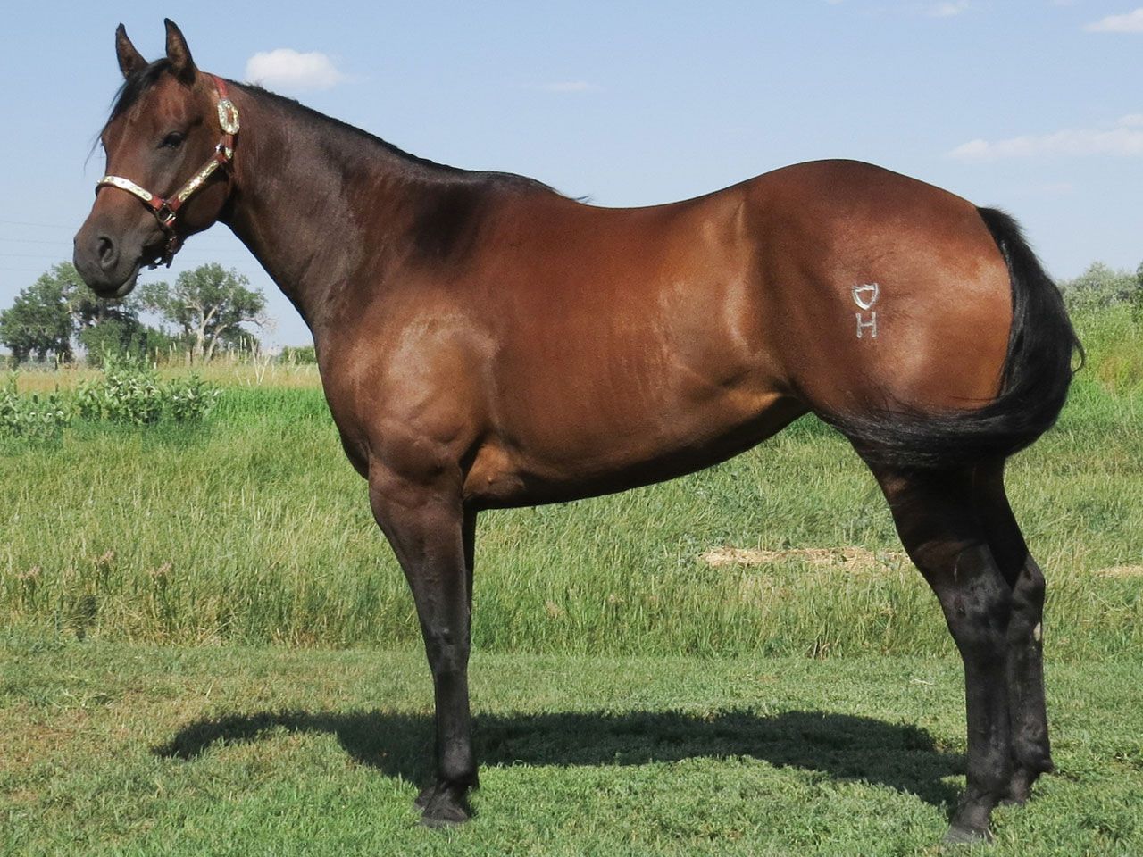 registered-reining-bred-broodmare