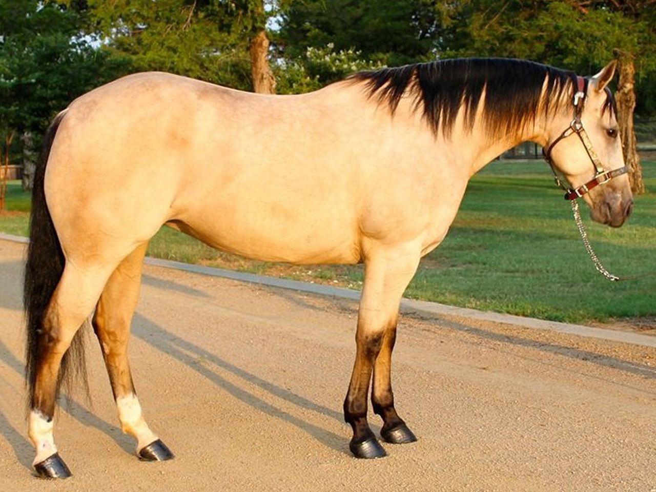 registered-reining-bred-broodmares