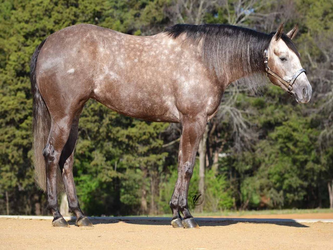 reining-bred-mares-horse-profile