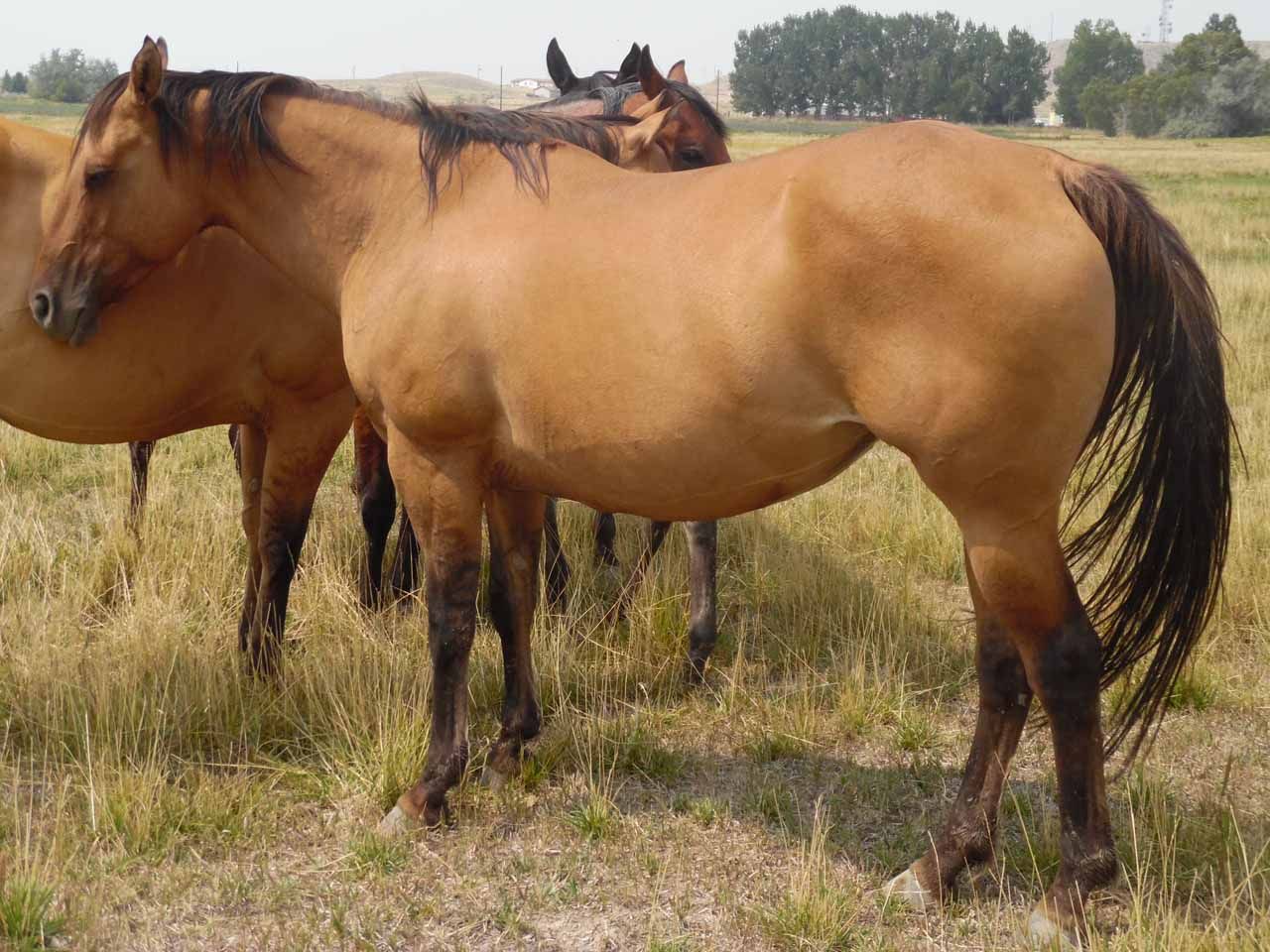 registered-ranch-bred-broodmares