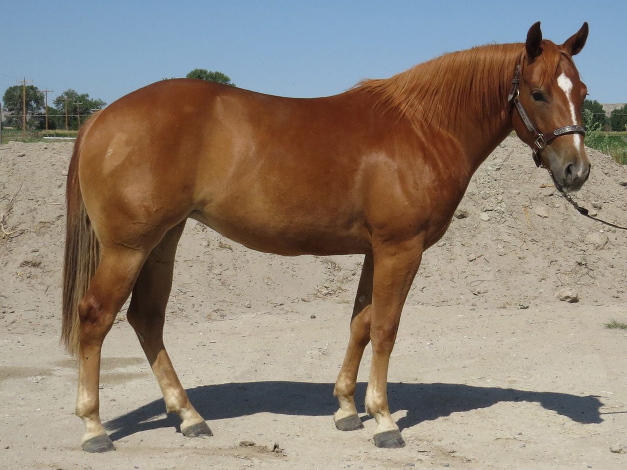 reining-horse-prospects-for-sale