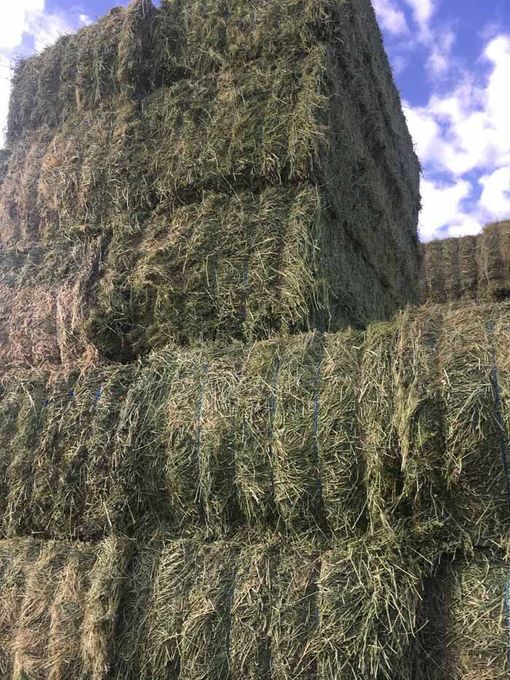 alfalfa-hay-for-sale