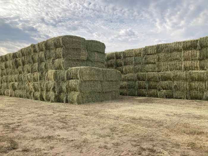 alfalfa-hay-for-sale-year-round