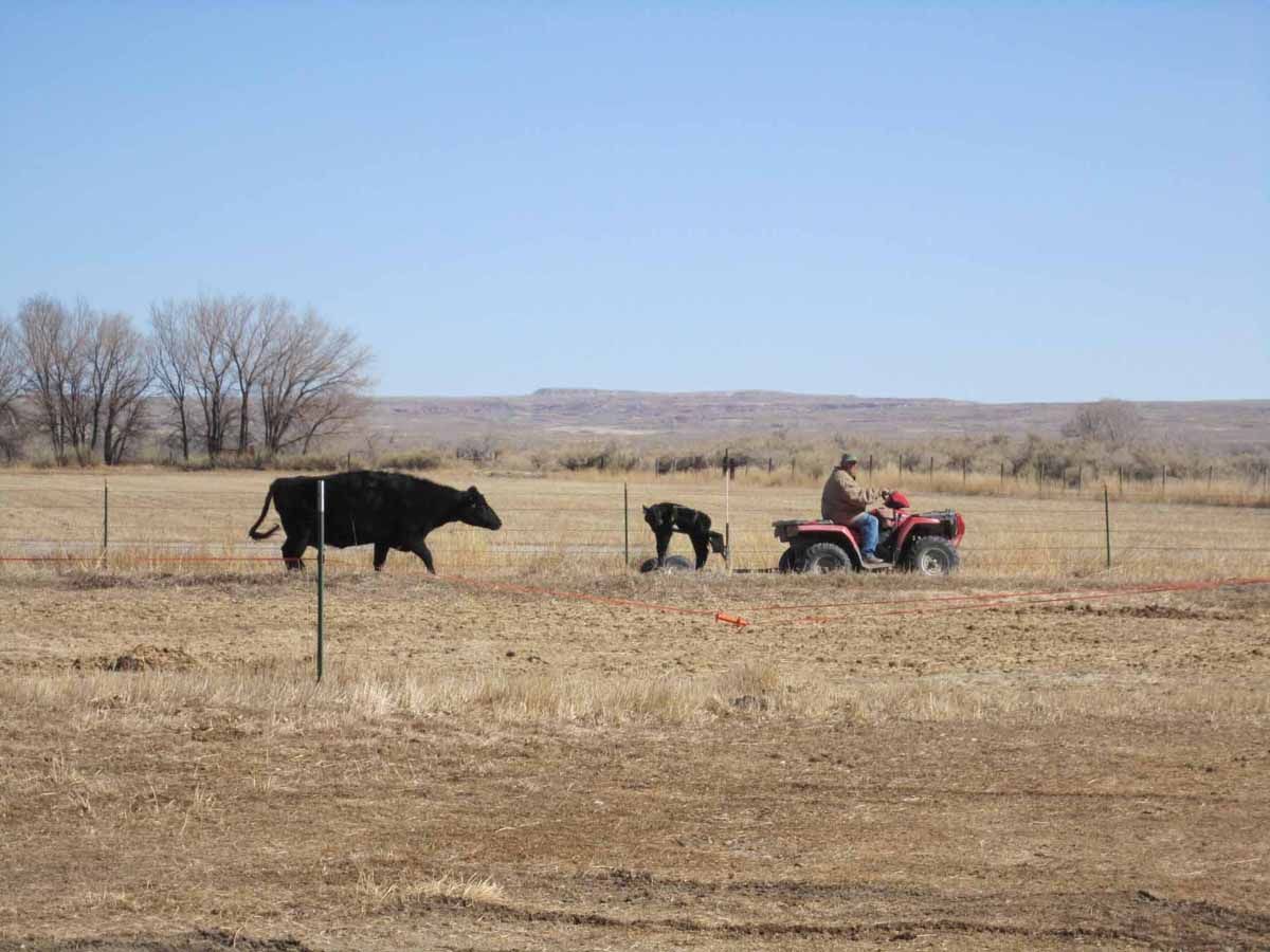 black-angus-cattle