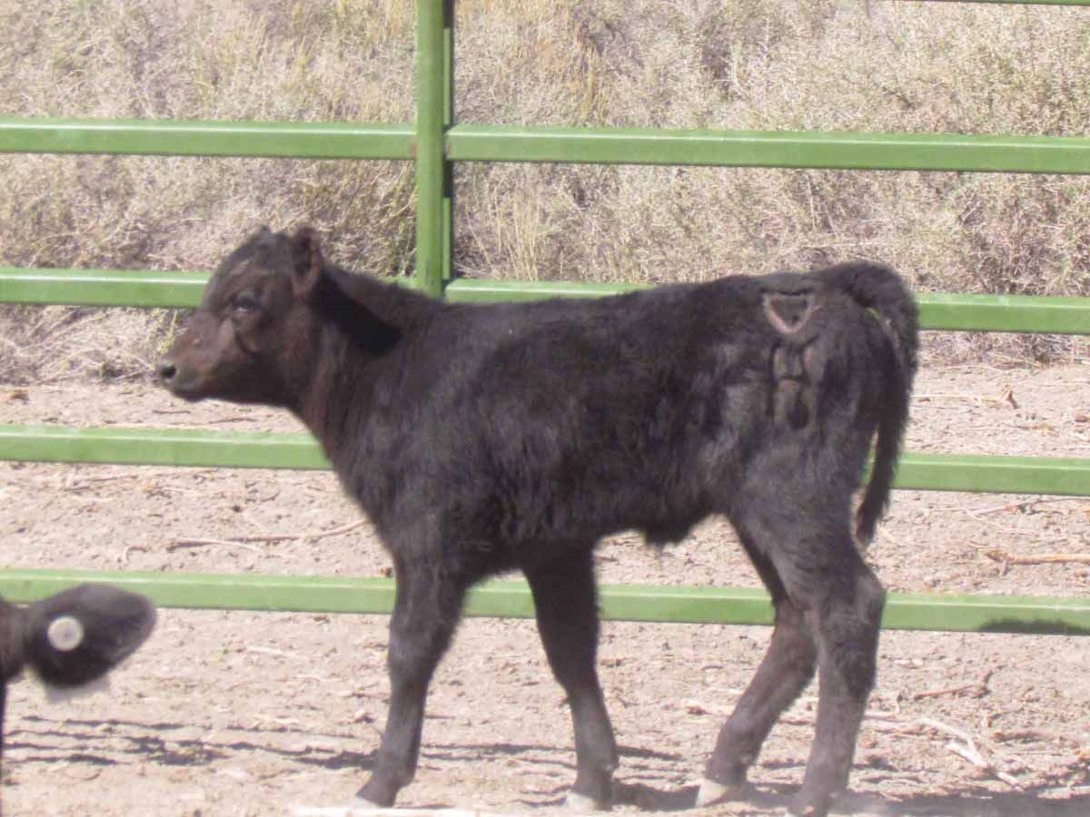 black-angus-cattle