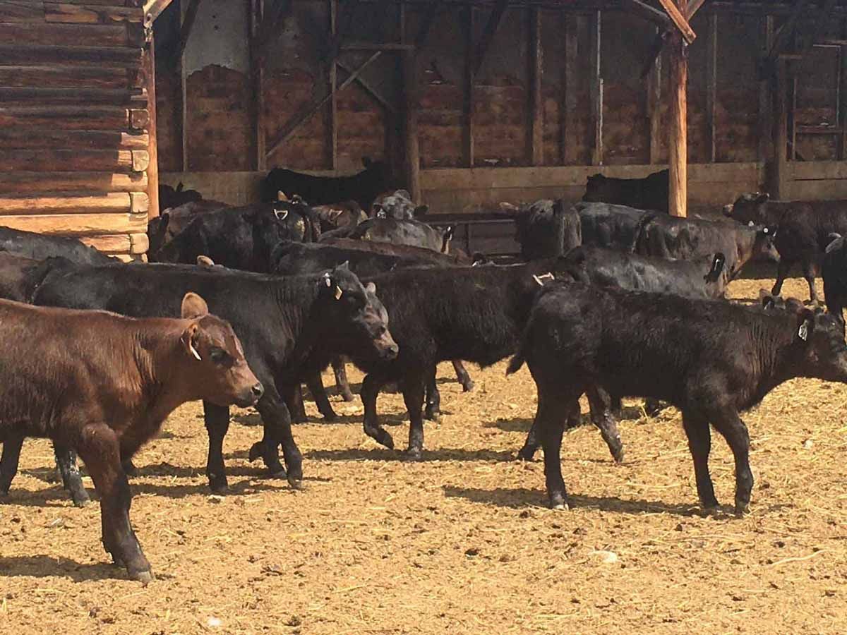 black-angus-cattle