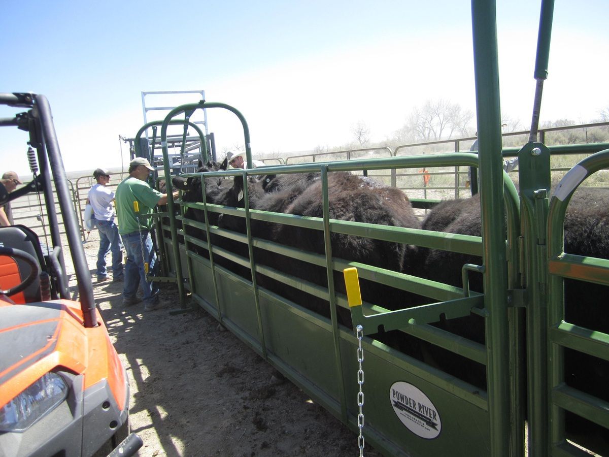 black-angus-cattle