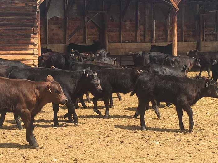 black-angus-cattle-farming