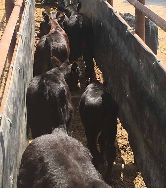 black-angus-cattle-farming