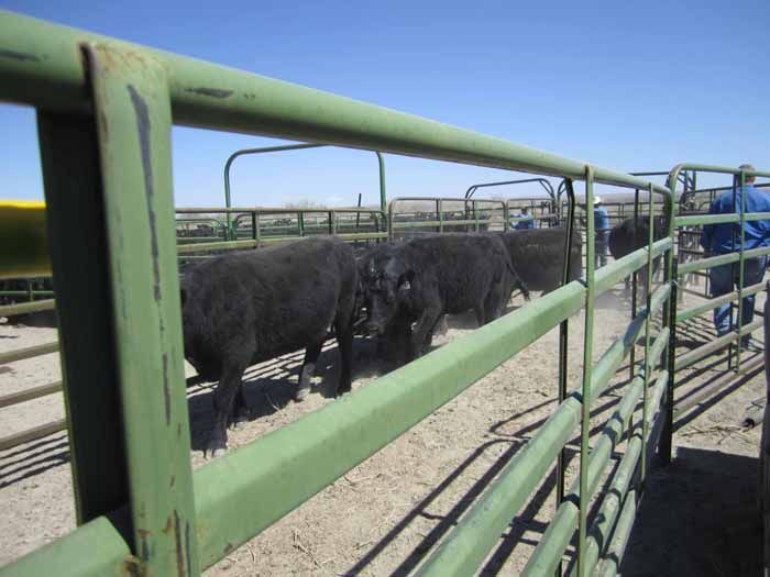 black-angus-cattle-farming