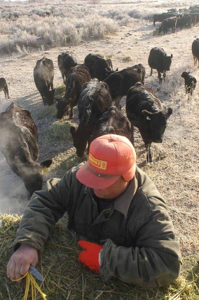 black-angus-cattle-farming