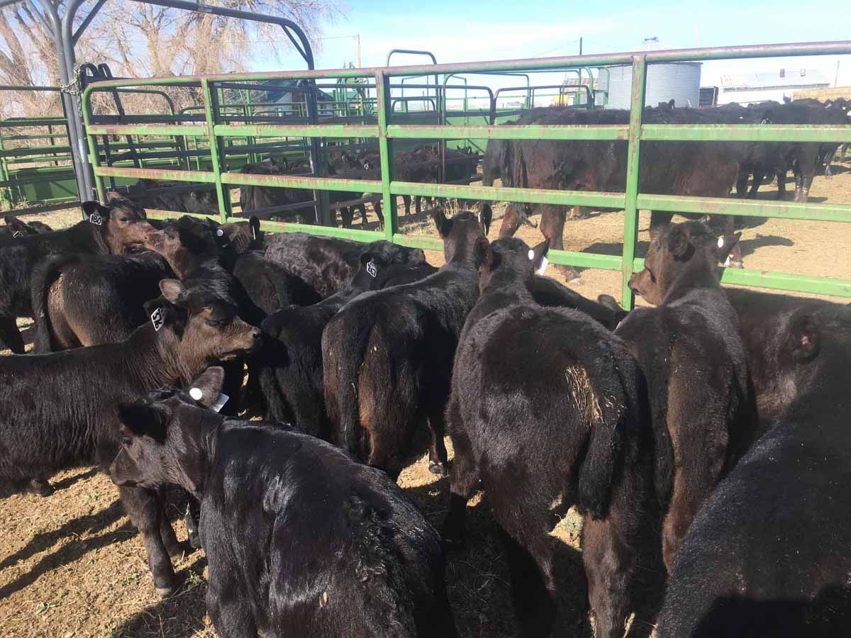 Several black goats crowded together in a fenced outdoor pen on a sunny day