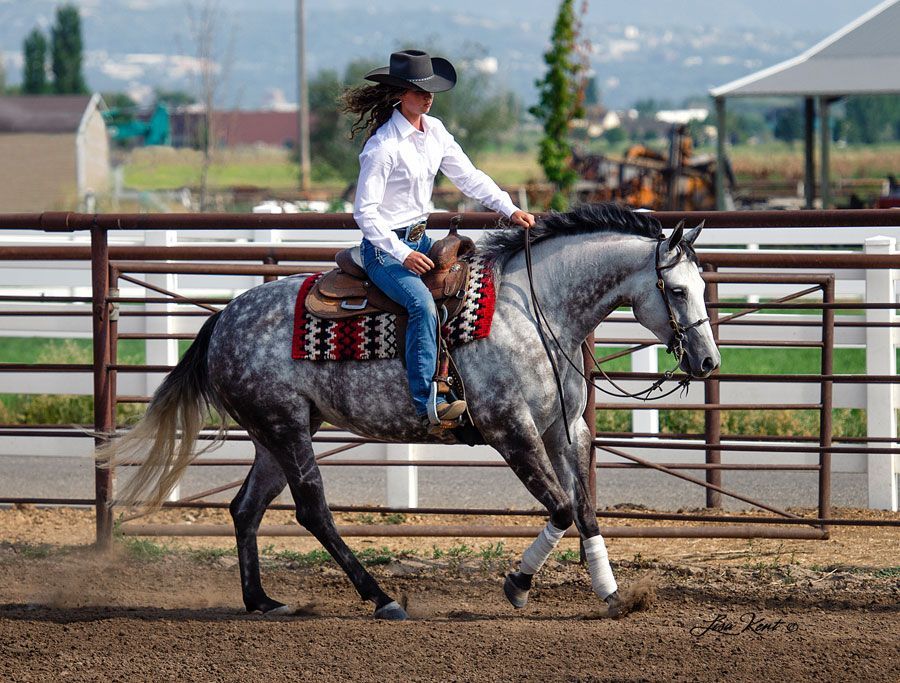 breeder-of-reining-horse-prospects