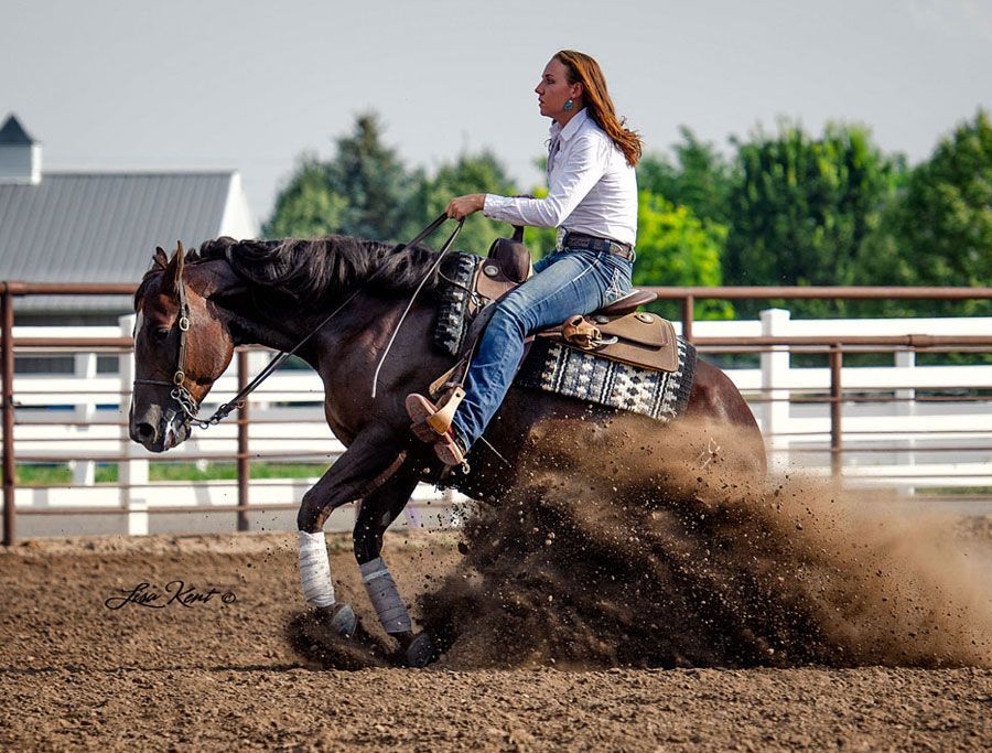 breeder-of-show-horse-prospects